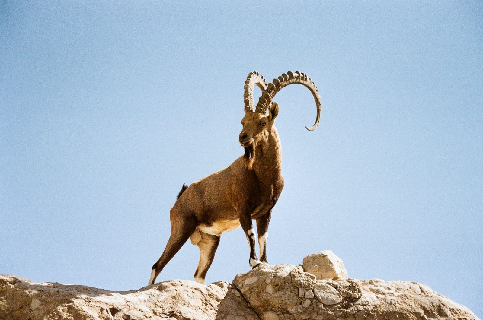 Ibex standing on a rock against blue sky