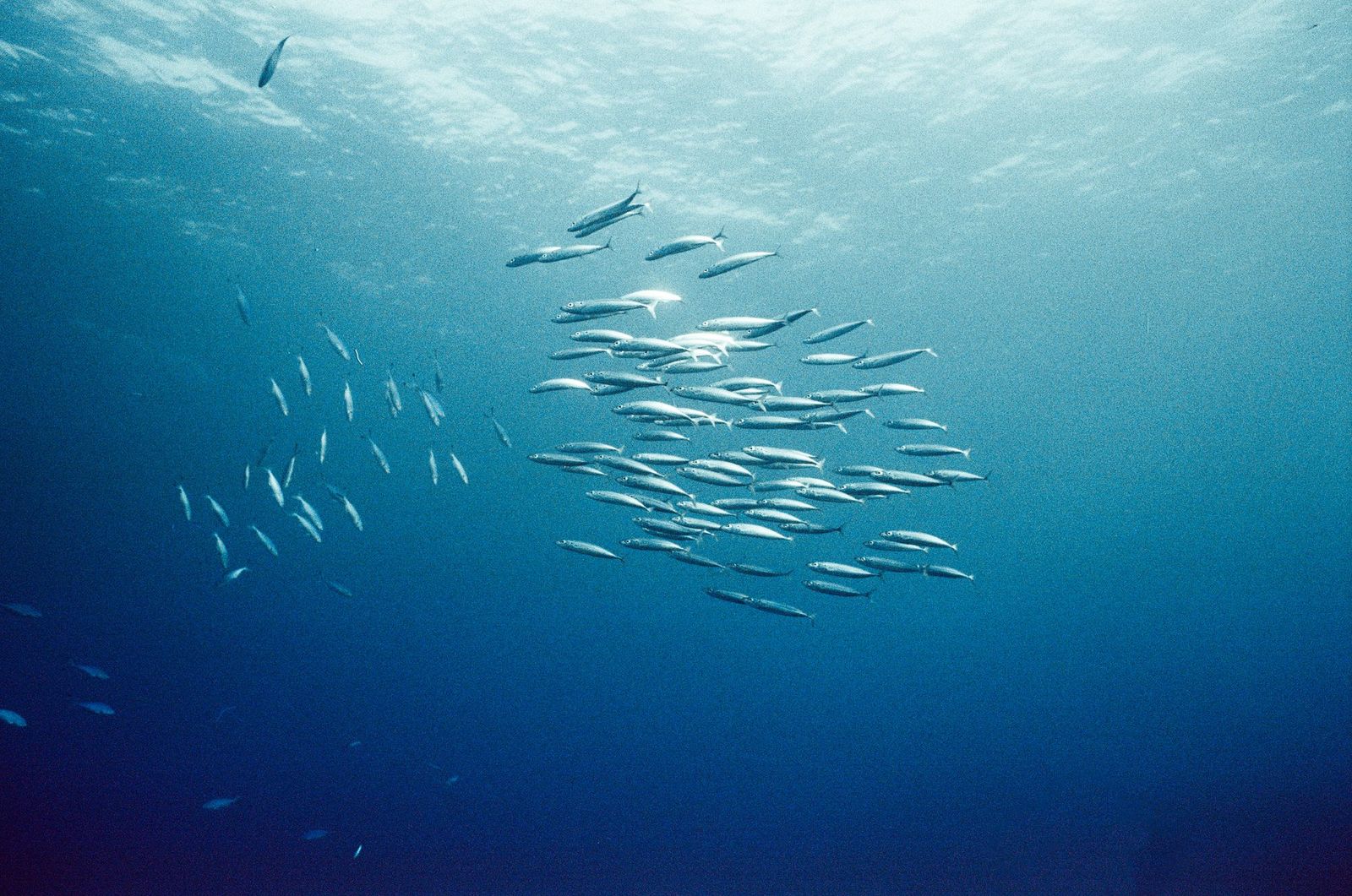 School of silver fish in open blue