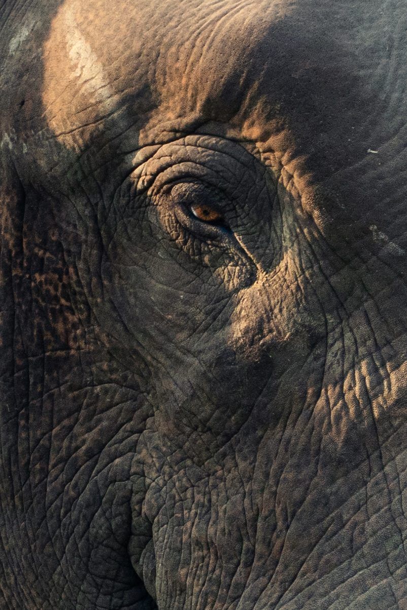 Close-up of an elephant's eye and wrinkled skin