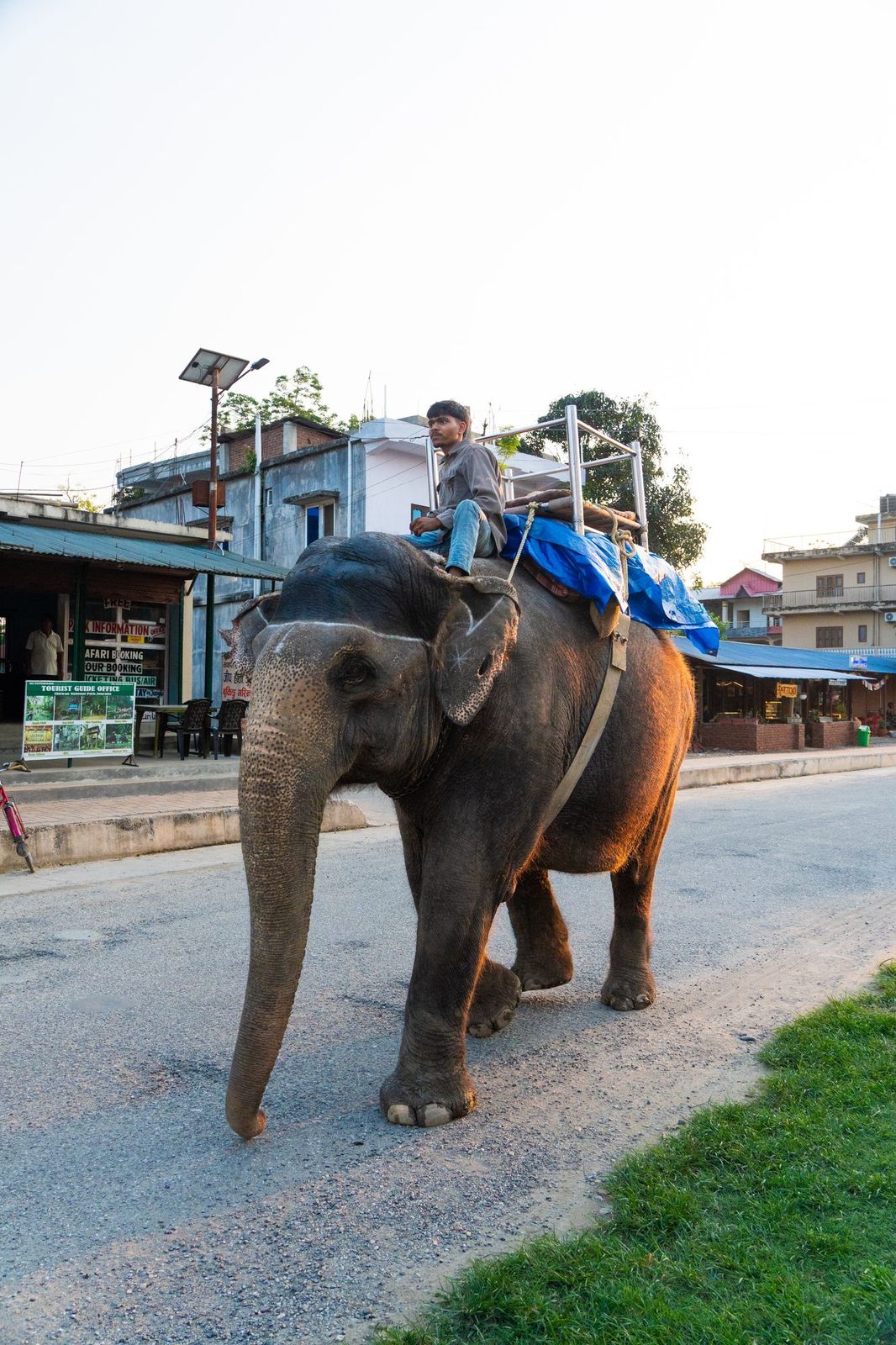 Elephant and rider walking down a village road