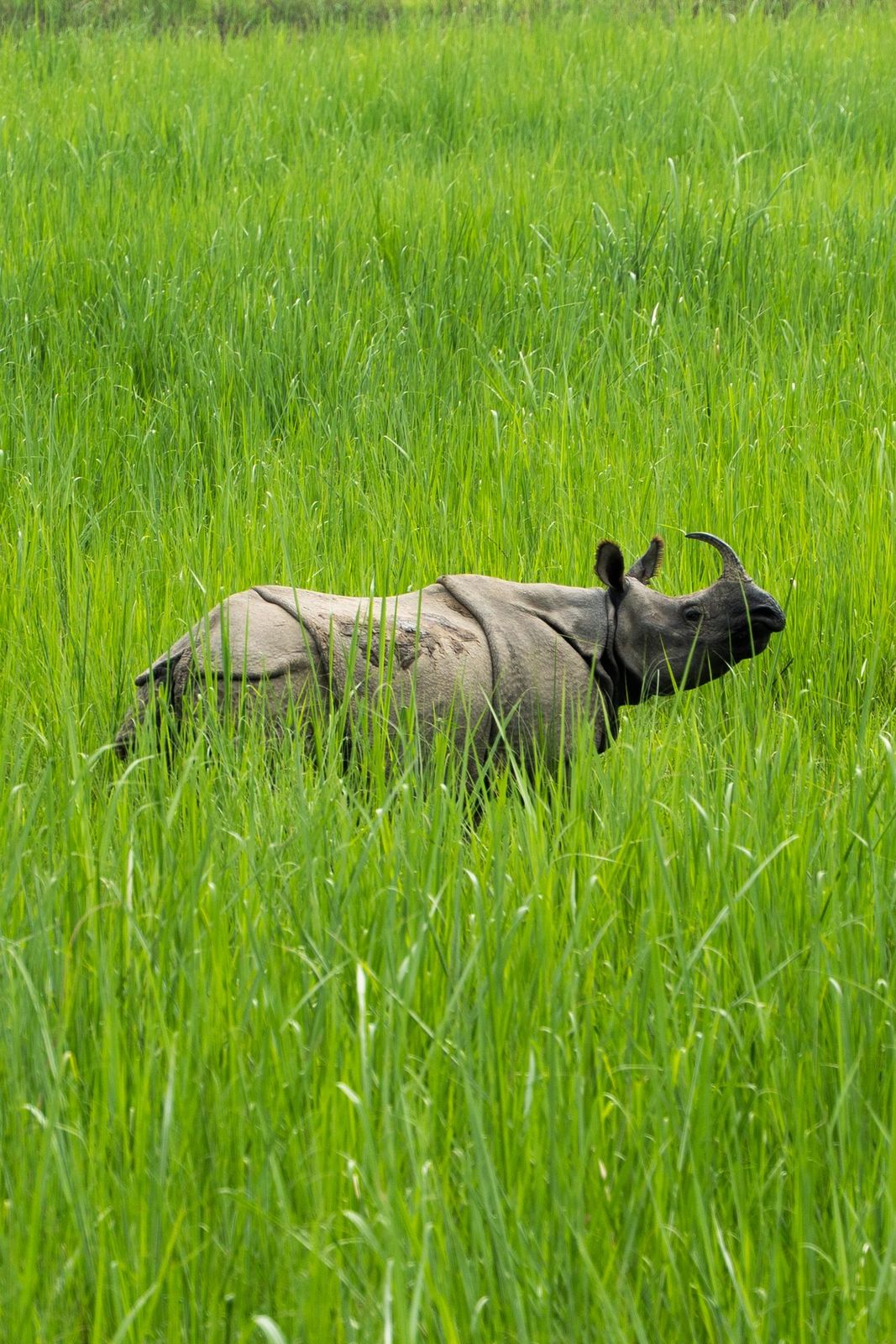 Rhino in tall green grass