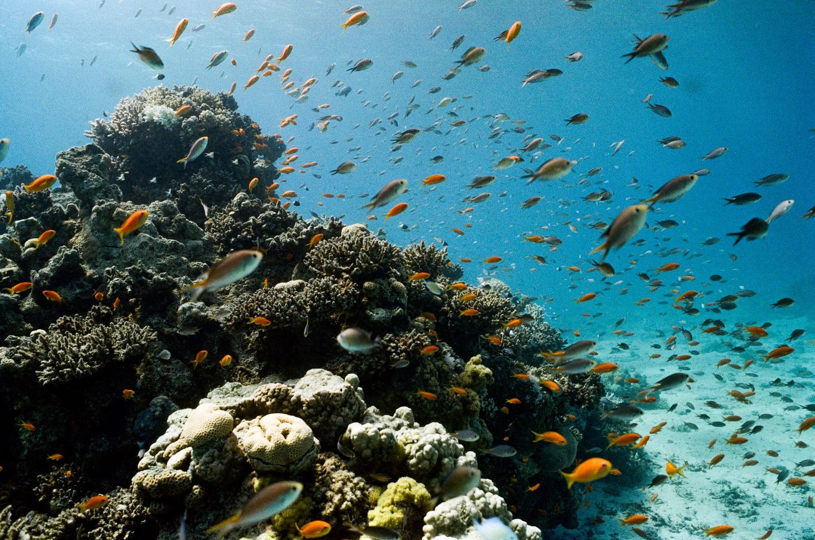 Coral reef with orange fish